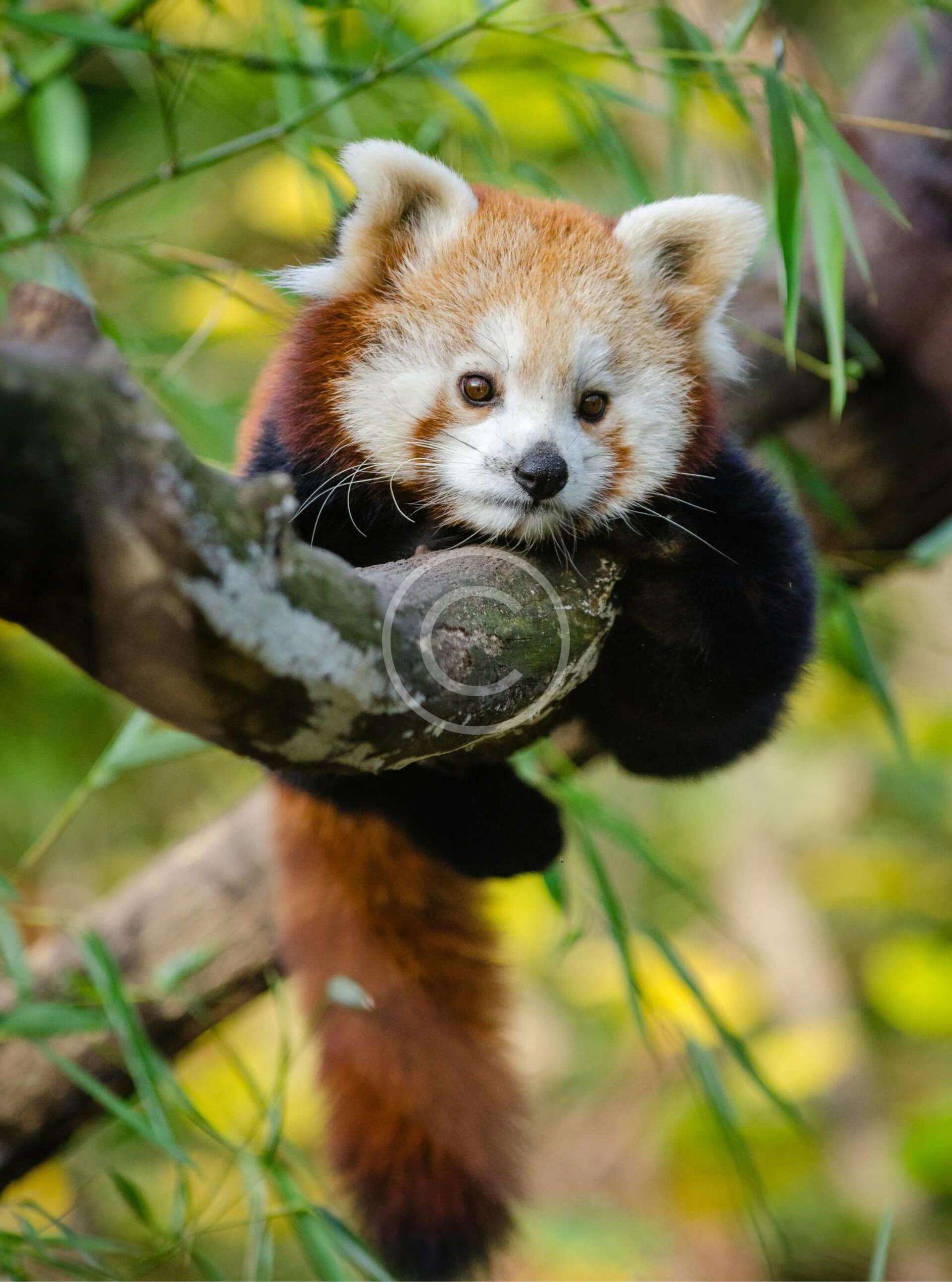 Pandas